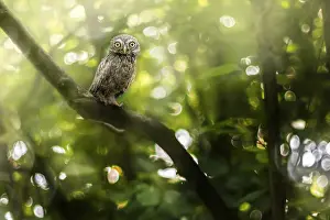Flare: Baby Little owl (Athene noctua) on branch, Pomponesco