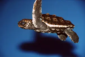Turtles: BABY LOGGERHEAD TURTLE - swims in aquarium