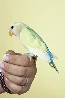 Lovebird: Baby Lovebird