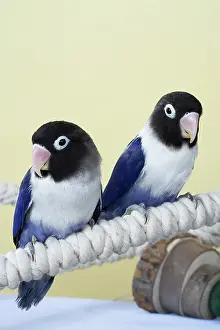 Lovebird: Baby Lovebirds