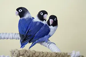 Lovebird: Baby Lovebirds