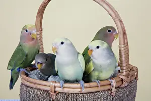 Lovebird: Baby Lovebirds