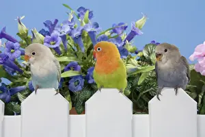 Fischeri: Three Baby Lovebirds