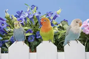 Fischeri: Baby Lovebirds and Budgie