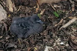 Shearwater: Baby Mutton Bird