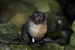 Arctocephalus: Baby New Zealand Fur Seal (Arctocephalus