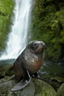 Arctocephalus: Baby New Zealand Fur Seal (Arctocephalus