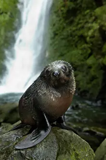 Arctocephalus: Baby New Zealand Fur Seal (Arctocephalus