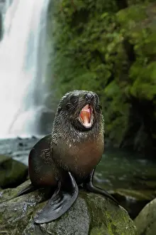 Arctocephalus: Baby New Zealand Fur Seal (Arctocephalus