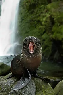 Arctocephalus: Baby New Zealand Fur Seal (Arctocephalus