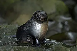 Arctocephalus: Baby New Zealand Fur Seal (Arctocephalus