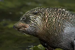 Arctocephalus: Baby New Zealand Fur Seal (Arctocephalus