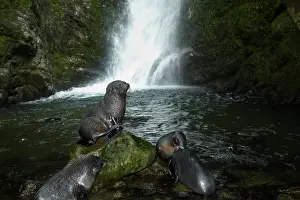 Arctocephalus: Baby New Zealand Fur Seals (Arctocephalus