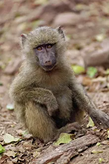 Cynocephalus: Baby Olive Baboon, Papio cynocephalus anubis