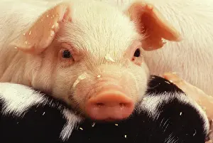 Piglets: Baby piglet