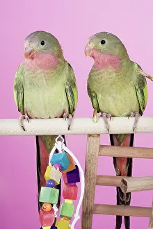 Princess: Baby Princess of Wales Parakeets