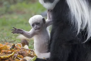 Naivasha: Baby pure white Black and White Colobus monkey Colobus