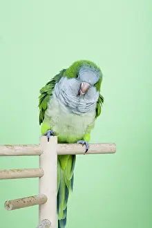 Monk: Baby Quaker Parakeet
