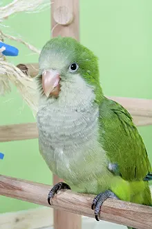 Monk: Baby Quaker Parakeet