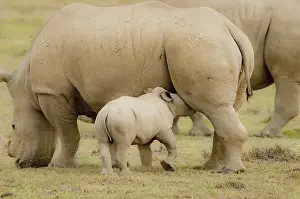 Edwards: Baby Rhinoceros nursing while mom continues