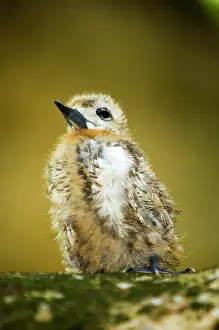 Seychelles: Baby seagull on Fregate Island