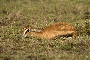 Thomsons: Baby Thomson's gazelle - hiding in short grass