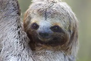 Sloth: Baby three-toed sloth (Bradypus variegatus), less