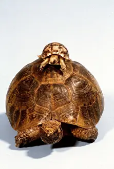 Balancing: Baby Tortoise on top of Adult