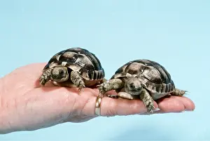 Tortoise: Baby Tortoise - two on person's hand