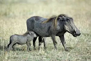 Aethiopicus: Baby Warthog nursing, Phacochoerus aethiopicus