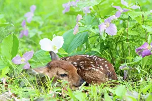 Uniteed: BABY WHITE TAILED DEER