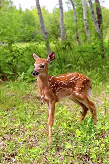 Uniteed: BABY WHITE TAILED DEER