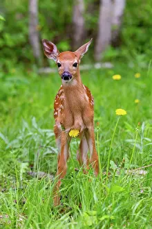 Uniteed: BABY WHITE TAILED DEER