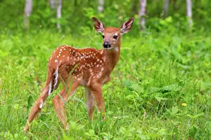 Uniteed: BABY WHITE TAILED DEER