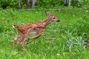 Uniteed: BABY WHITE TAILED DEER