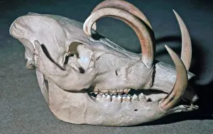 Canines: Babyrusa skull showing enlarged canines in the male
