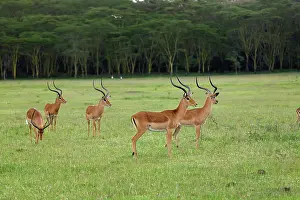 Bachelor: Bachelor herd of male Impala, Aepyceros