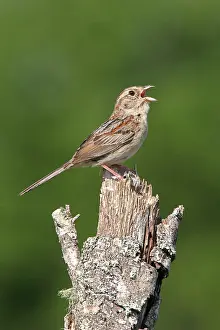 Aimophila: Bachman's Sparrow - singing, on territory
