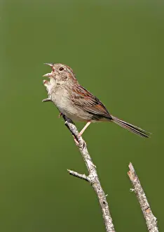 Aimophila: Bachman's Sparrow - singing on territory
