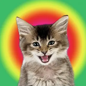 Psychedelic: Cat