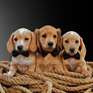 Ropes: Dog