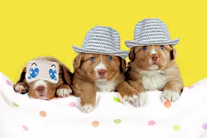 Tolling: Dog