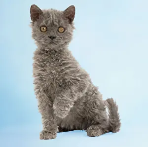 Selkirk: Cat