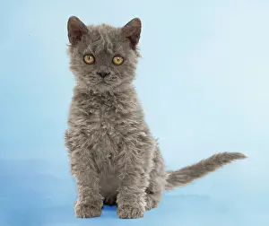 Selkirk: Cat