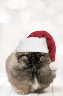 Pekingeses: Dog