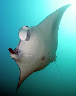 Backlight: Backlight image of underside of giant manta ray