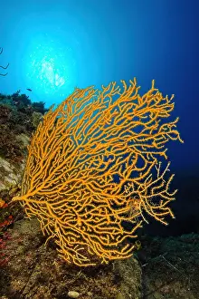 Tuscany: Backlight image of Yellow Gorgonian (Eunicella cavolinii)