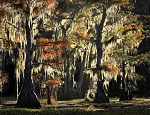 Caddo Lake: Backlit bald cypress trees and autumn colors in southern