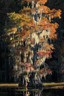 Caddo Lake: Backlit bald cypress trees and autumn colors in southern