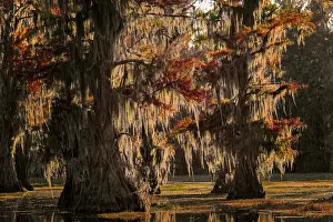 Conifer: Backlit bald cypress trees and autumn colors in southern